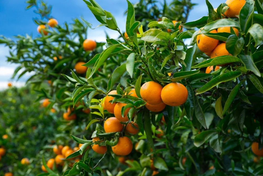 orange tree